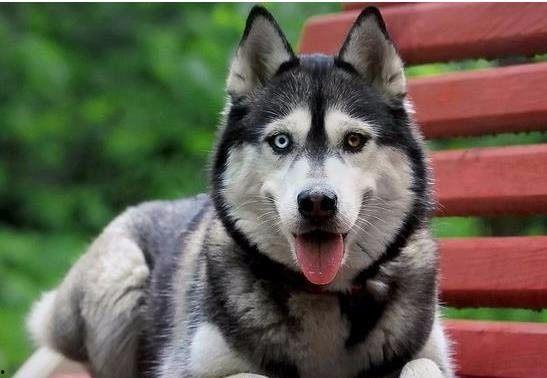 哈士奇游戏爆料视频,神秘元素与刺激冒险即将开启！  第2张